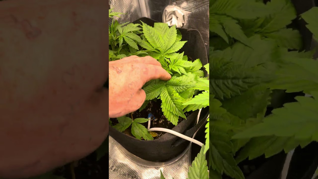 Growing weed SpoderFarmer 3x3 se 3000 