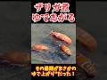 【ゆっくり解説】アメリカザリガニ田んぼで茹で上がる#アメリカザリガニ#日本の夏#猛暑