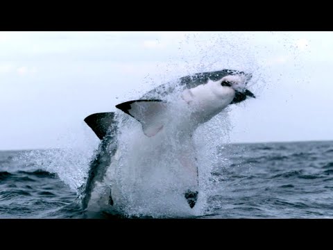 Why Sharks Matter - The Truth About Nature’s Most Misunderstood Predator
