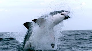 Why Sharks Matter - The Truth About Natureโs Most Misunderstood Predator