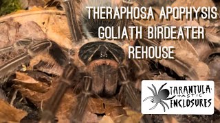 Theraphosa apophysis Goliath birdeater rehouse