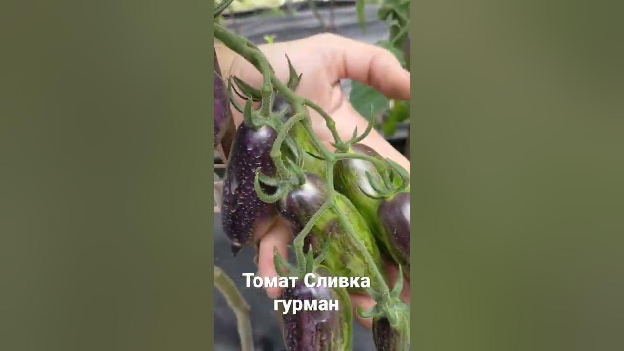 Томат сливка гурман - YouTube