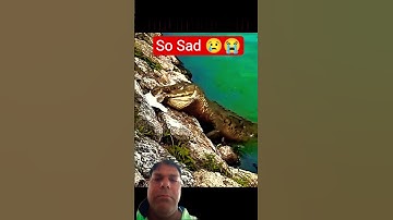 Crocodile Vs Python #trending #wildlife #animals #youtubeshorts #shorts #crocodile #python #viral