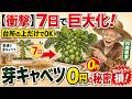 7日間で巨大な芽キャベツの収穫！台所の上でできる #家庭菜園 #発泡スチロール栽培 #自然農法