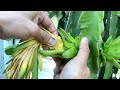 How to Remove Flower From Dragon Fruit