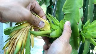 How to Remove Flower From Dragon Fruit