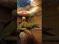 the season of Breeding ???🫧👉budgie chirping ||🥹💯🐦@peakybirds || budgies sound