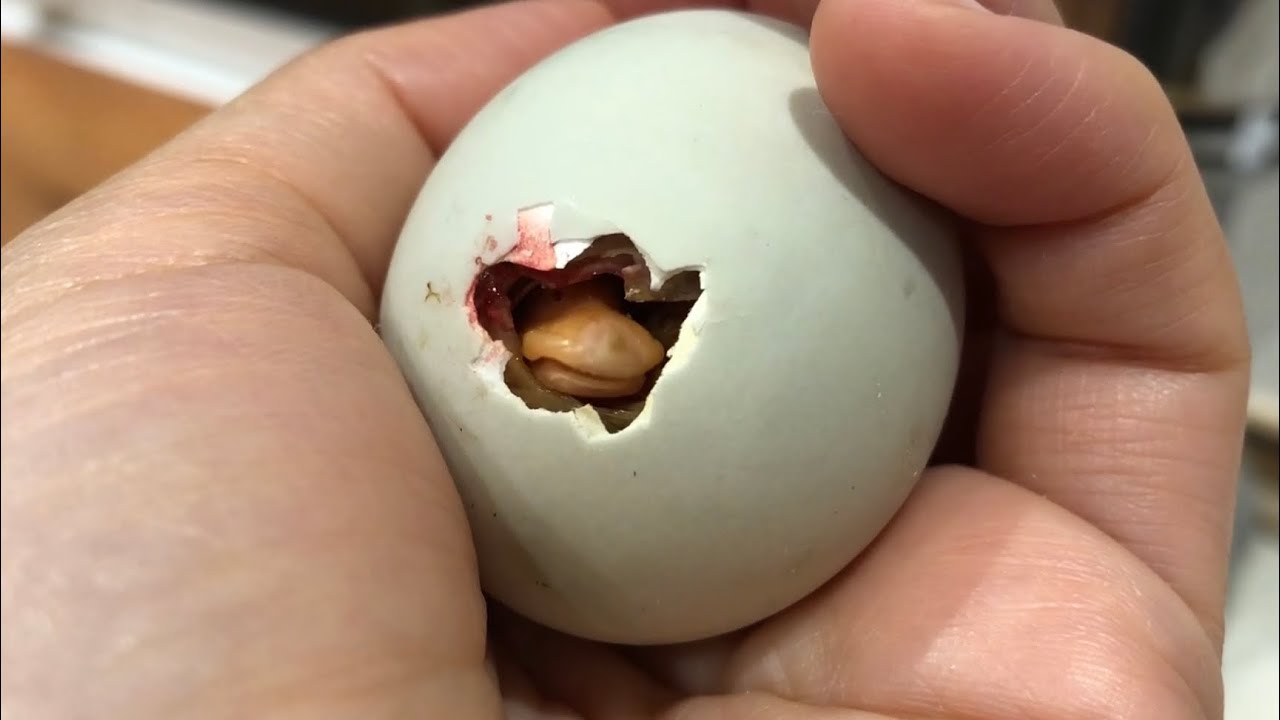 コールダック、誕生！