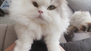 Is it wise to cuddle me in the summer, human?