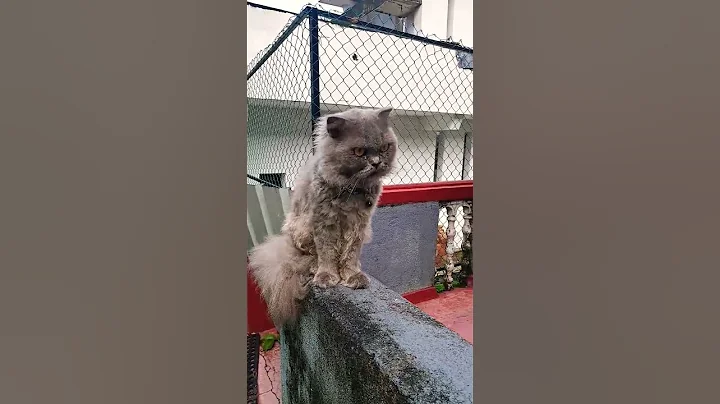 Video 10742641: scottish fold, british longhair, scottishfold cat