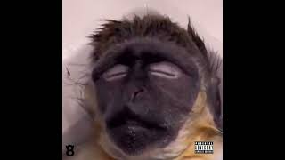 Spamonkeyfreestyle Prod.