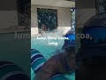 Pool time with baby cocoa rottweiler swimmingpool miami