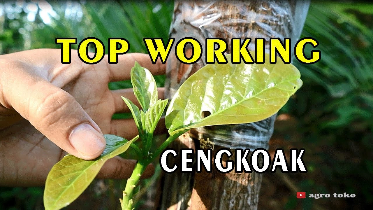 cara baru top working grafting alpukat model cengkoak batang besar