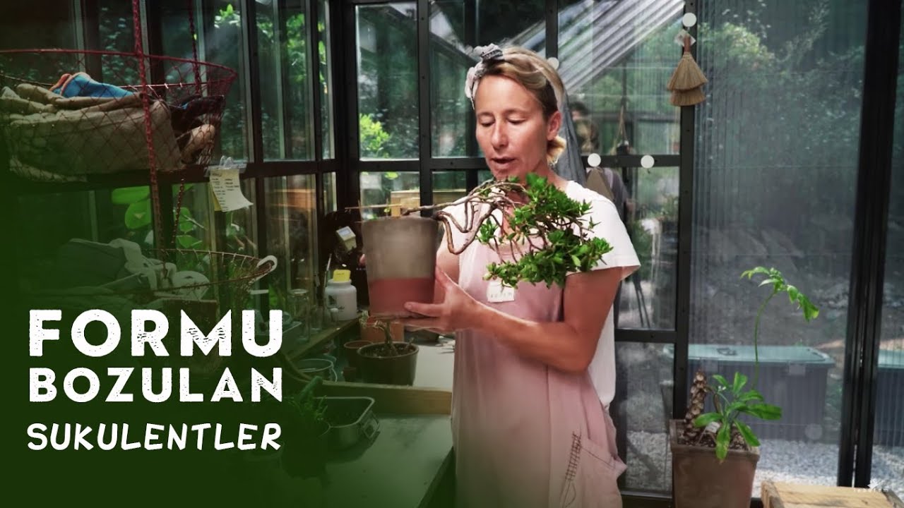 Formu Bozulan Bitkiye Estetik Müdehale - Labofem