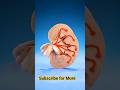 #kidney What_s inside a kidney_ And how do kidneys work #watch complete clarity #shots