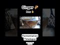 Ginger Beer Fermentation Timelapse @AllTheGear-NoIdea