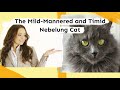 The Mild Mannered and Timid Nebelung Cat の動画、YouTube動画。