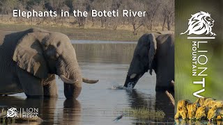 Elephants in the Boteti River 🐘 #elephant #wildlife #animals by Lion Mountain TV 443 views 2 months ago 2 minutes, 46 seconds