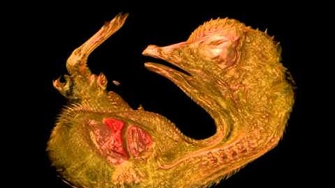 Quail Embryo at 10 Day Incubation (3D Reconstruction) | 2013 Nikon Small World