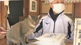 2月22日は「猫の日」　うどん店と古書店の人気“看板猫”を紹介　香川