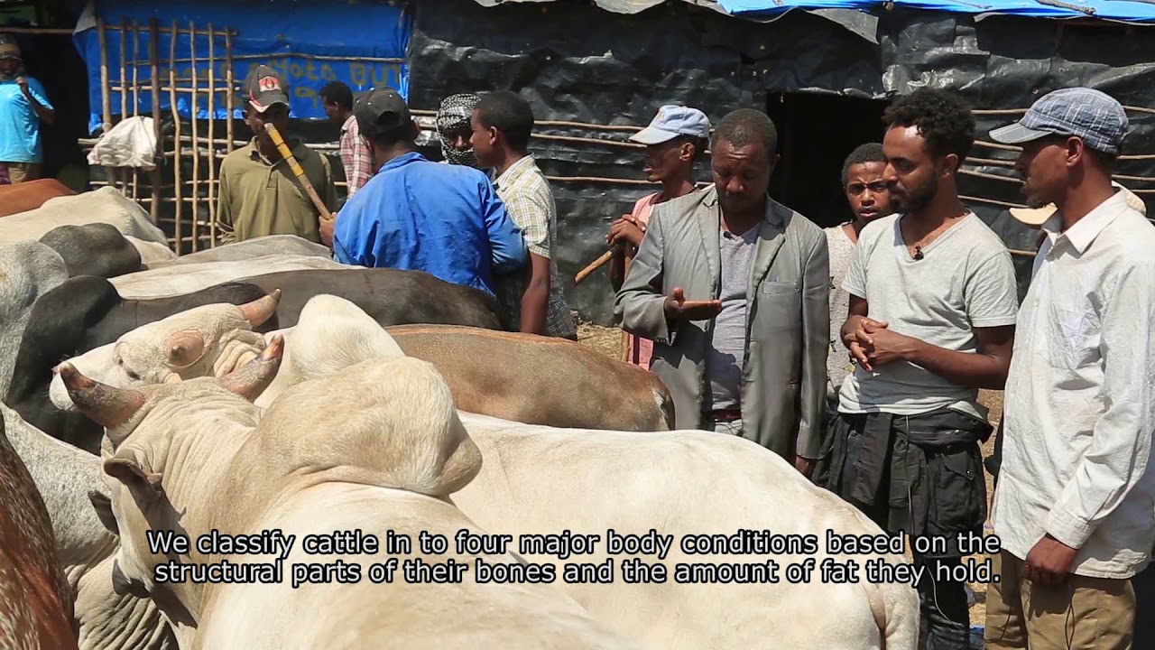 ለማድለብ የሚሆን ከብቶችን እንዴት እንመርጣለን  Cattle Selection for fatening Final