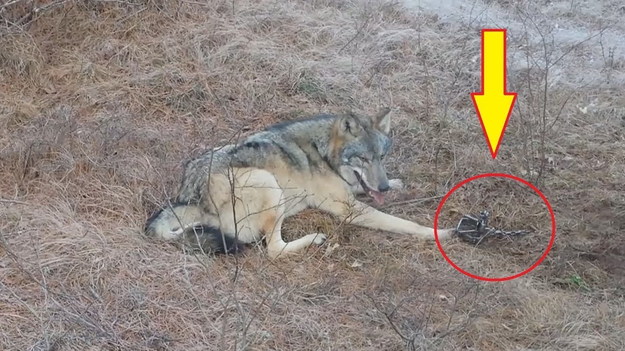 The wolf got caught in a trap. But look who came to the animal’s rescue