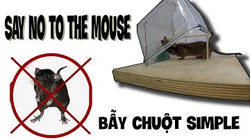 Mouse Trap || Cách bẫy chuột đơn giản tại nhà