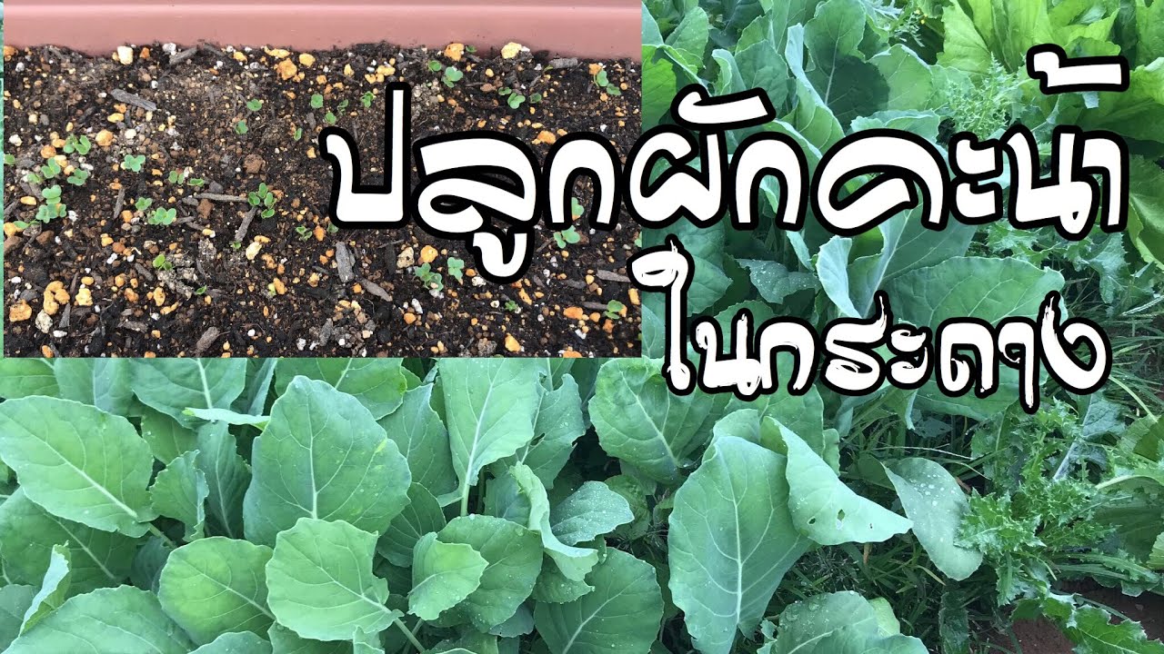 วิธีปลูกผักคะน้าในกระถาง How to grow Chinese Kale in ContainersEP03 26/01/2019 YouTube