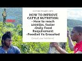 Beef Cattle Nutrition in Jamaica