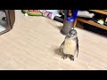 ママに置いていかれていじけたペンギンの取った行動に驚愕