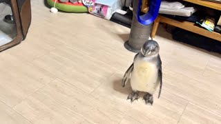 ママに置いていかれていじけたペンギンの取った行動に驚愕