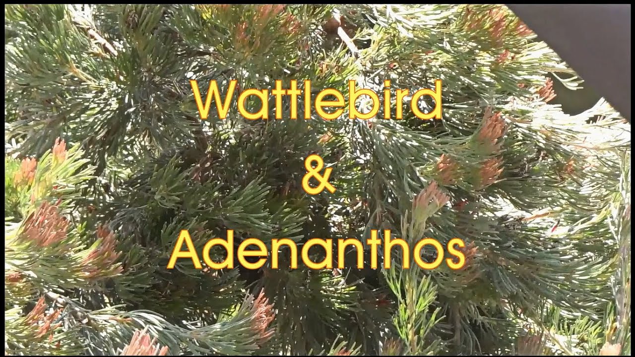 Wattlebird & Adenanthos