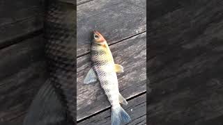 O Especialista Professor Edi De Porto Grandeap Na Pescaria De Canio