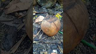 Creepy Crawly The Millipedes Under The Coconut shorts
