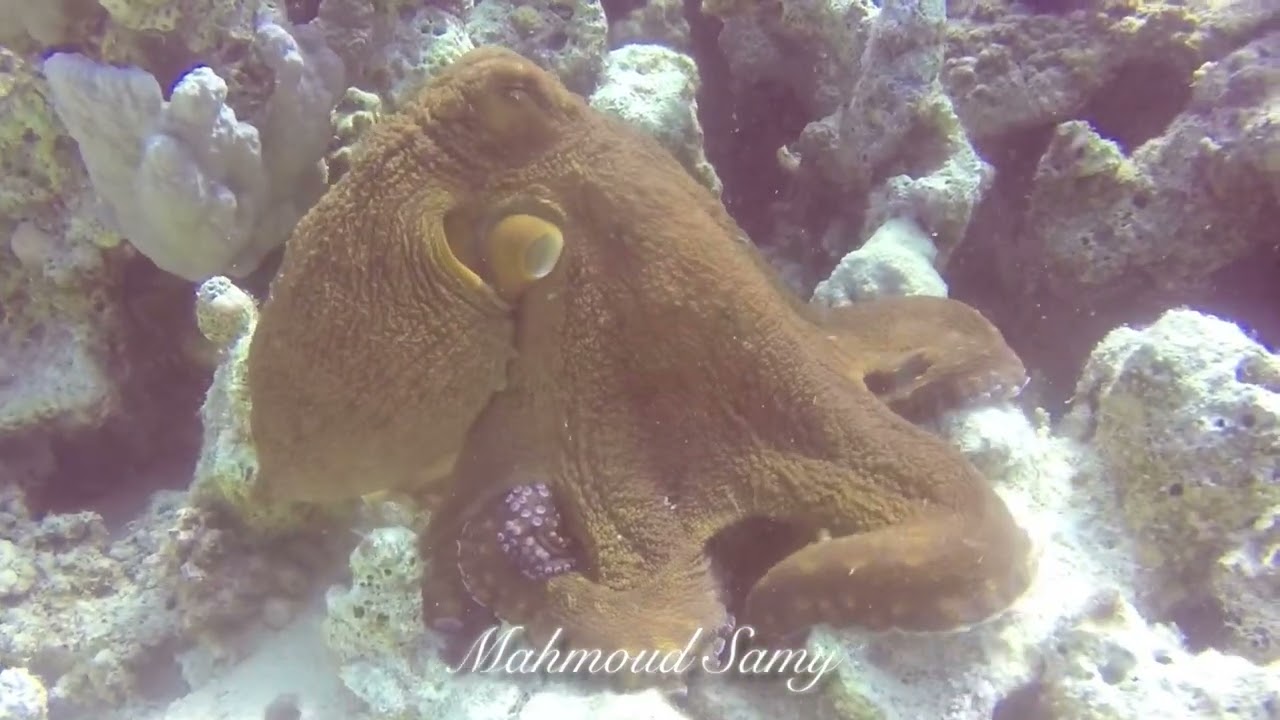 Enjoy with the Red Sea fantasy with Dive Tribe