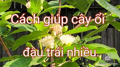 Làm thế nào để cây ổi không bị rụng bông và đậu trái nhiều.