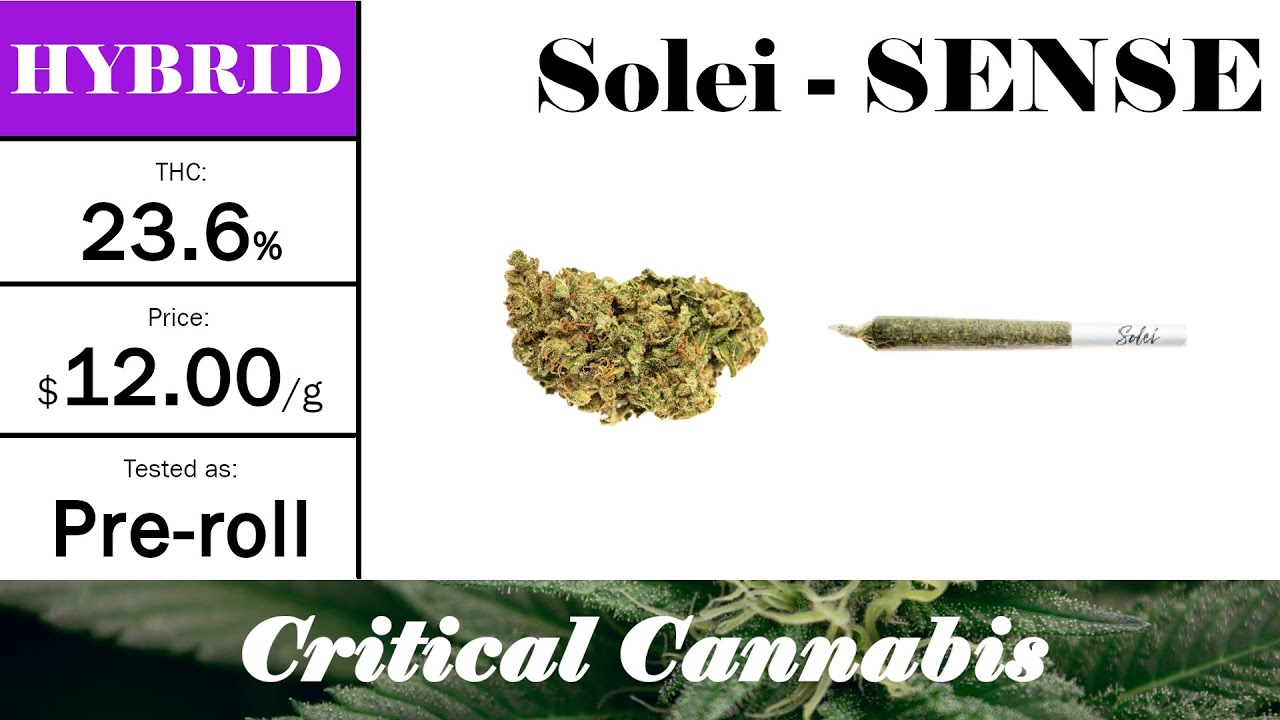 Solei - Sense | OCS Strain Review