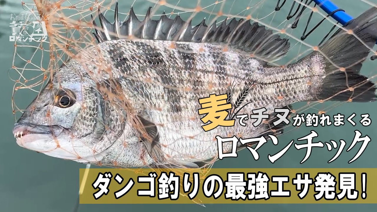 チヌ釣り【ダンゴ釣りの最強エサは麦！？】クロダイ釣りは秋のハイシーズンに突入！ep.080