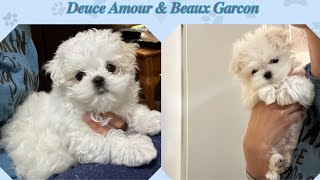 Introducing my 2 new Maltese pups
