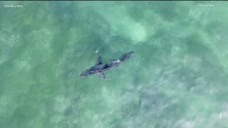 Marine life photographer catches multiple sharks swimming off Del Mar