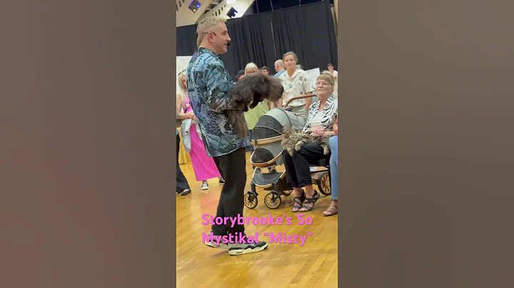 Video 10880551: kitten persian cat black, persian cat kitten cute