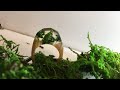 木の指輪 木とレジンの指輪の作り方 How to make epoxy and wood ring /resin and wood ring
