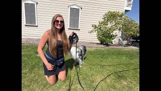 Download lagu Testing The Wolfone Heavy Duty Waterproof Training Leash For Dogs