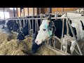 【閲覧注意】牛の角はこうやって切る！！iPhone11で撮影 Cut the horns of a cow like this!  !!