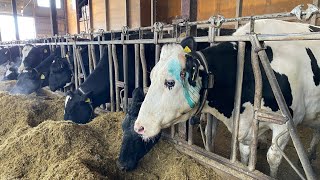 【閲覧注意】牛の角はこうやって切る！！iPhone11で撮影 Cut the horns of a cow like this!  !!
