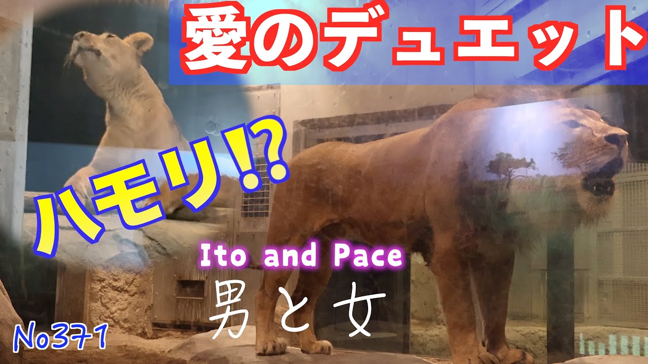 No371　愛のデュエット Ito and Pace 男と女【円山動物園ライオン 】　