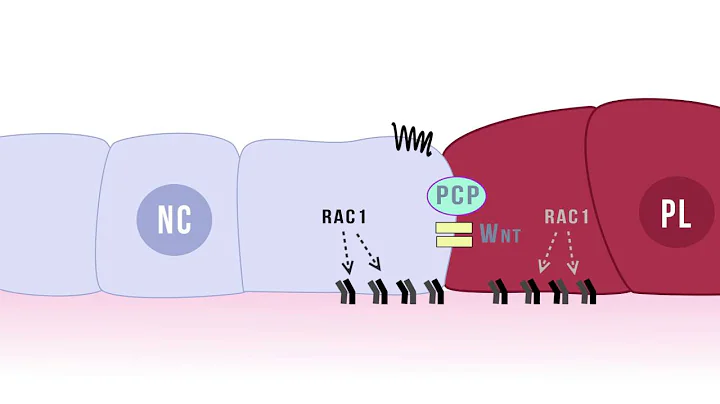 Neural Crest Cell Migration