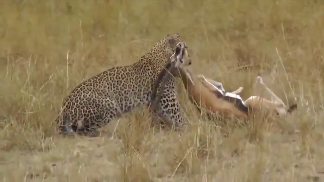 animal attacks reddit Unbelievable Python Attacks Leopard Cub When Mother Hunting