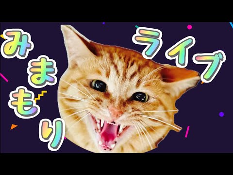 【睡眠導入】癒しの家見守り配信！！(5月5日)