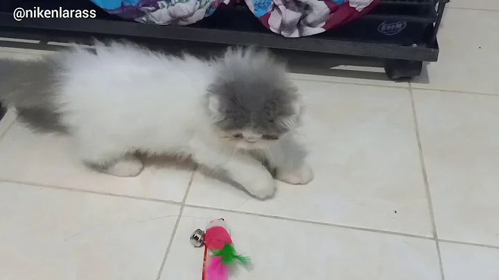 Watch the video about LUCUNYA KITTEN BLUE VAN